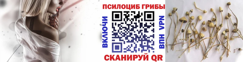 Псилоцибиновые грибы GOLDEN TEACHER  Макаров 